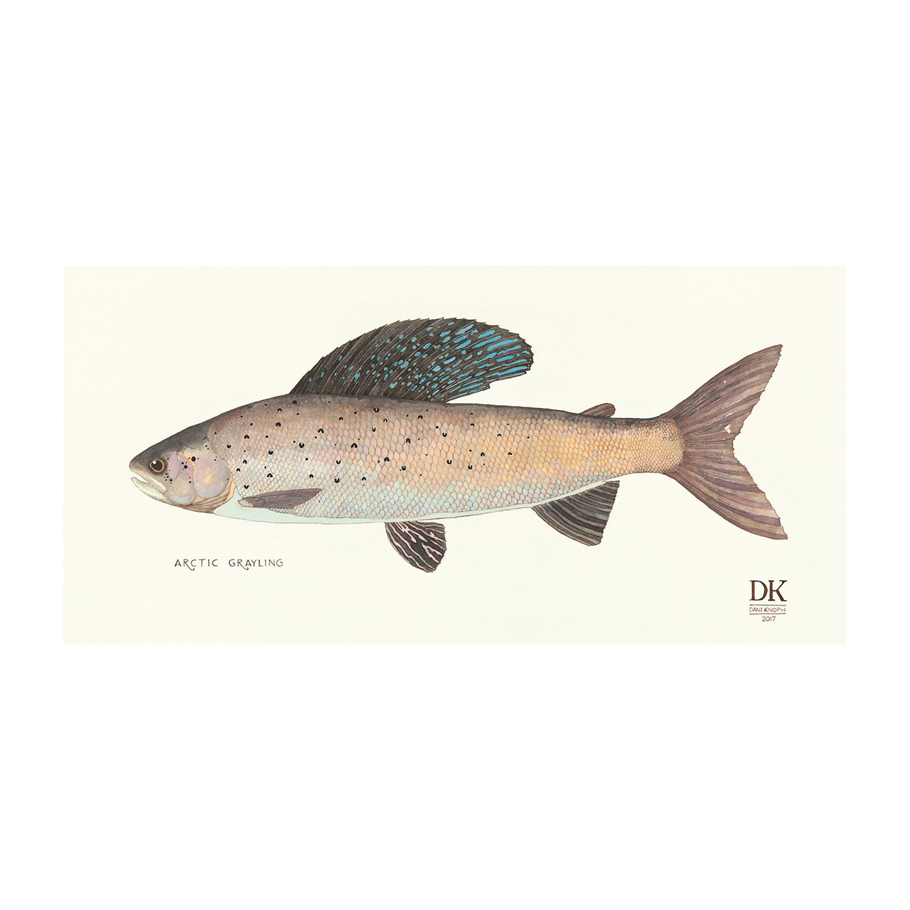 Arctic Grayling Print by Dani Knoph
