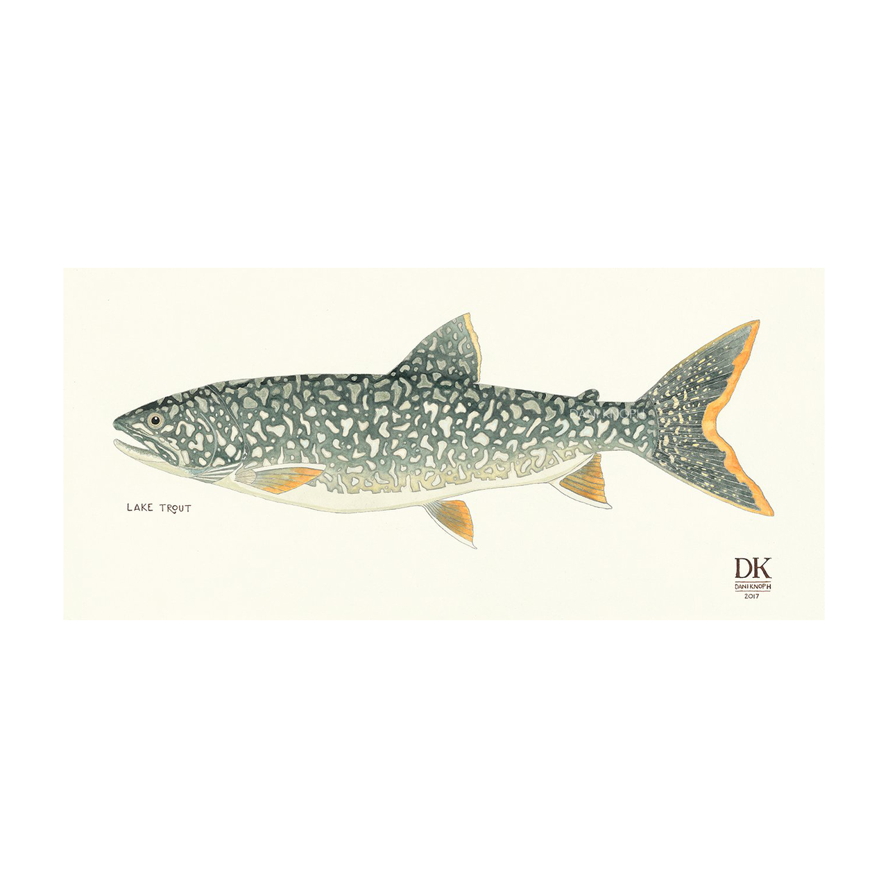 Lake Trout Print by Dani Knoph