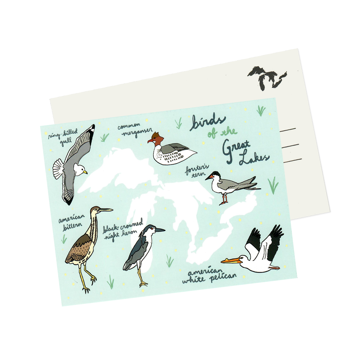Birds of the Great Lakes Postcard